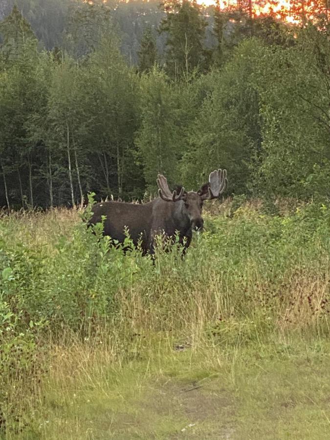 Fjellstad Gard - 2 Minutes From E6 And 5 Minutes Drive From Steinkjer City Villa Esterno foto