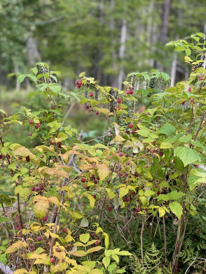 Fjellstad Gard - 2 Minutes From E6 And 5 Minutes Drive From Steinkjer City Villa Esterno foto